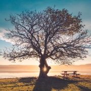 Beautiful tree in sunlight Sea to Sky Hospice Society