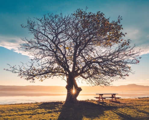 Beautiful tree in sunlight Sea to Sky Hospice Society