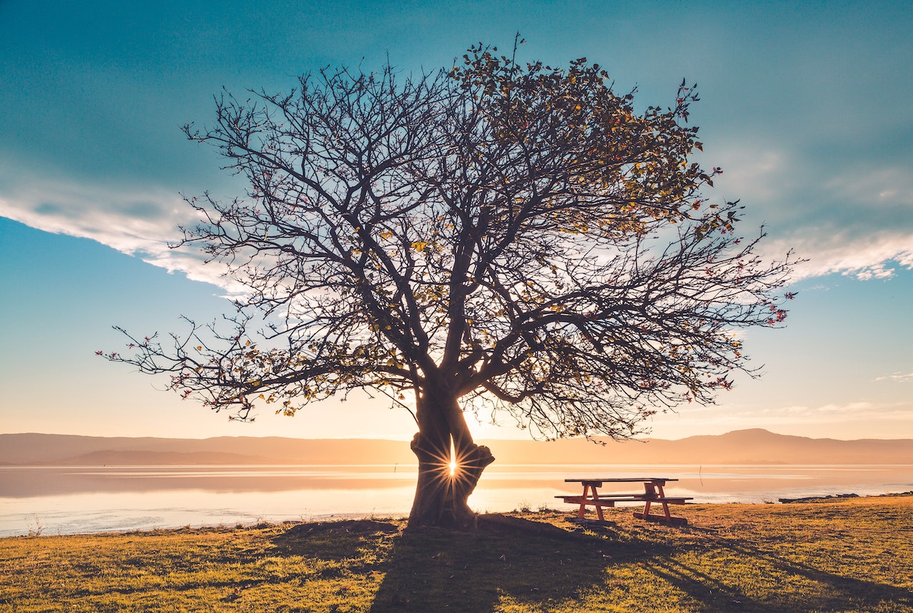 Beautiful tree in sunlight Sea to Sky Hospice Society
