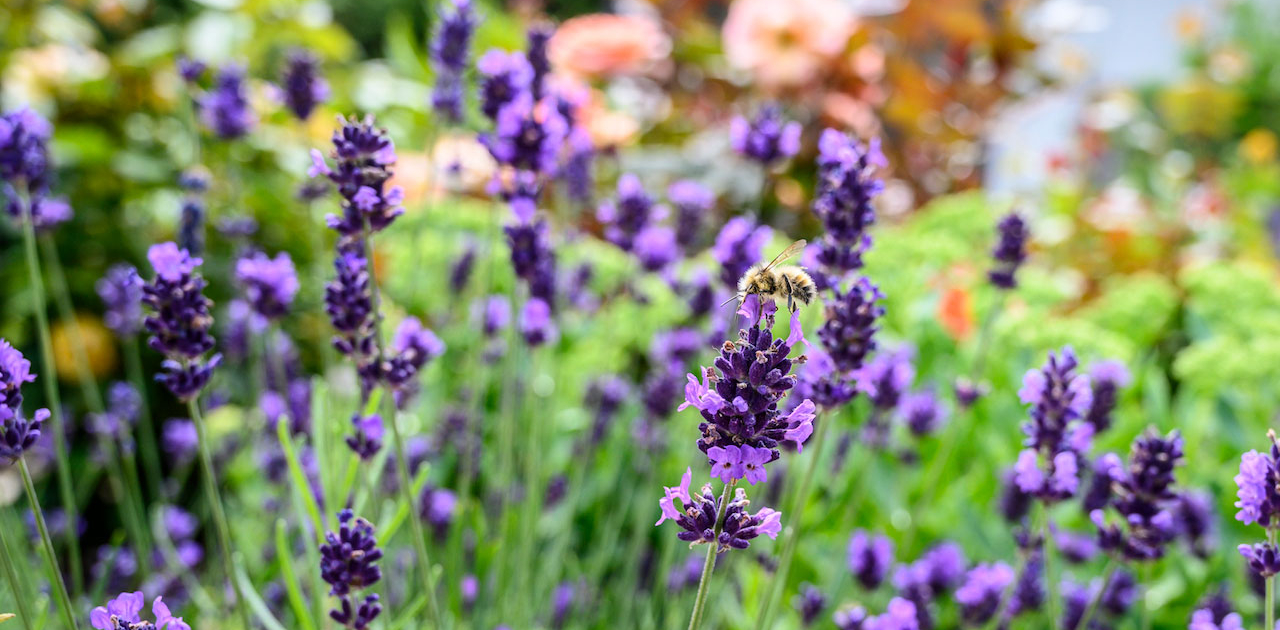 Bumble bee and lavender in Sea to Sky Hospice Society garden