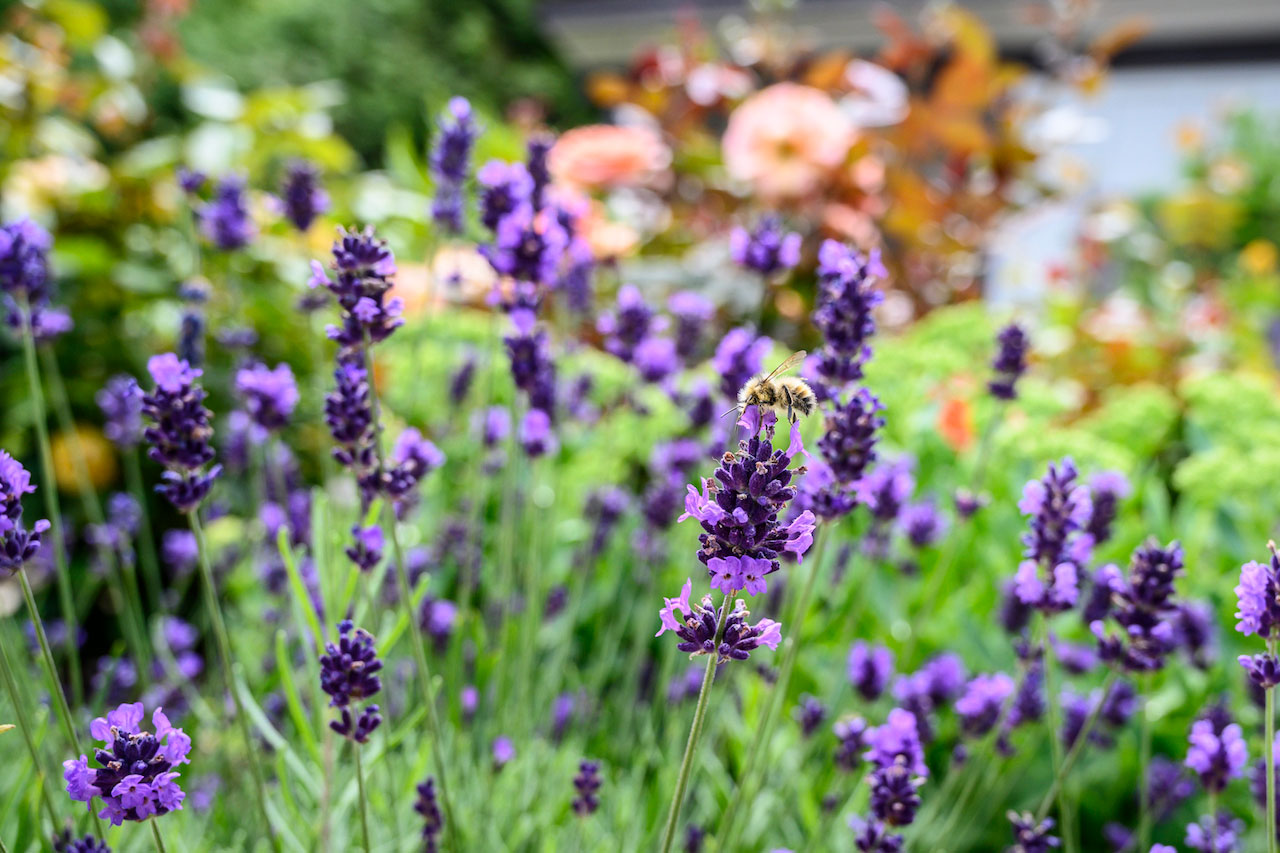 Bumble bee and lavender in Sea to Sky Hospice Society garden