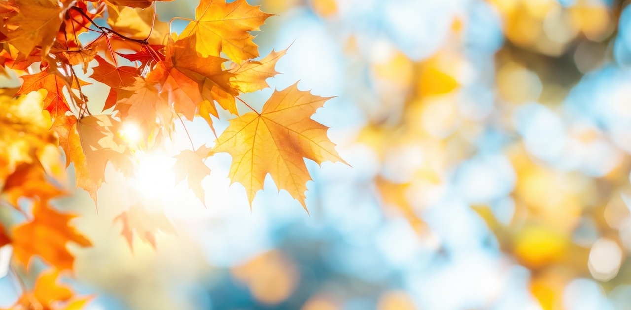 Fall leaves against blurry sky